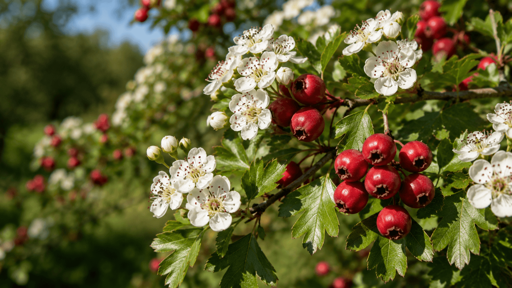 Aubépine