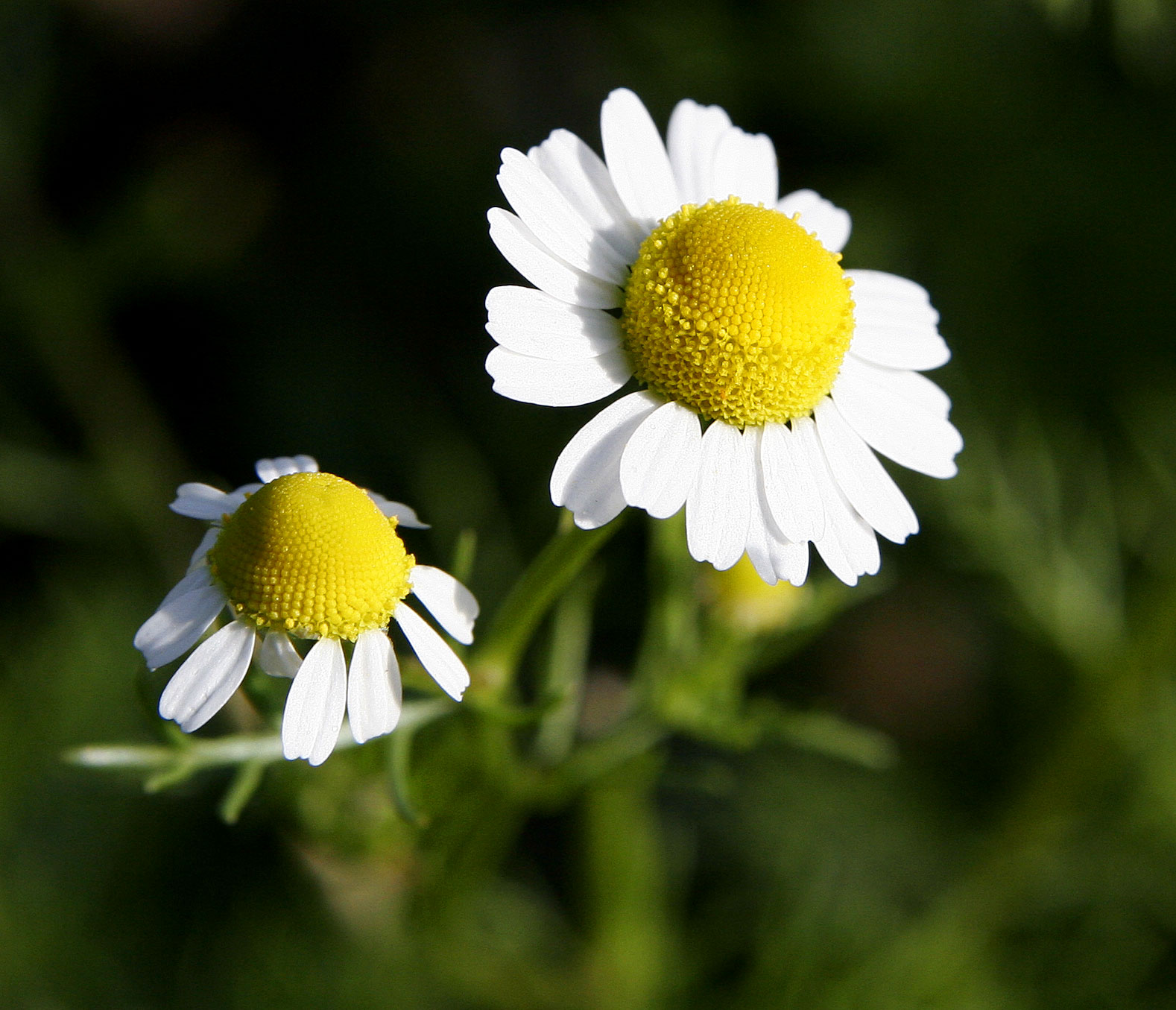 Les capitules de camomille matricaire, c�ur bomb� et p�tales retrouss�s au soleil