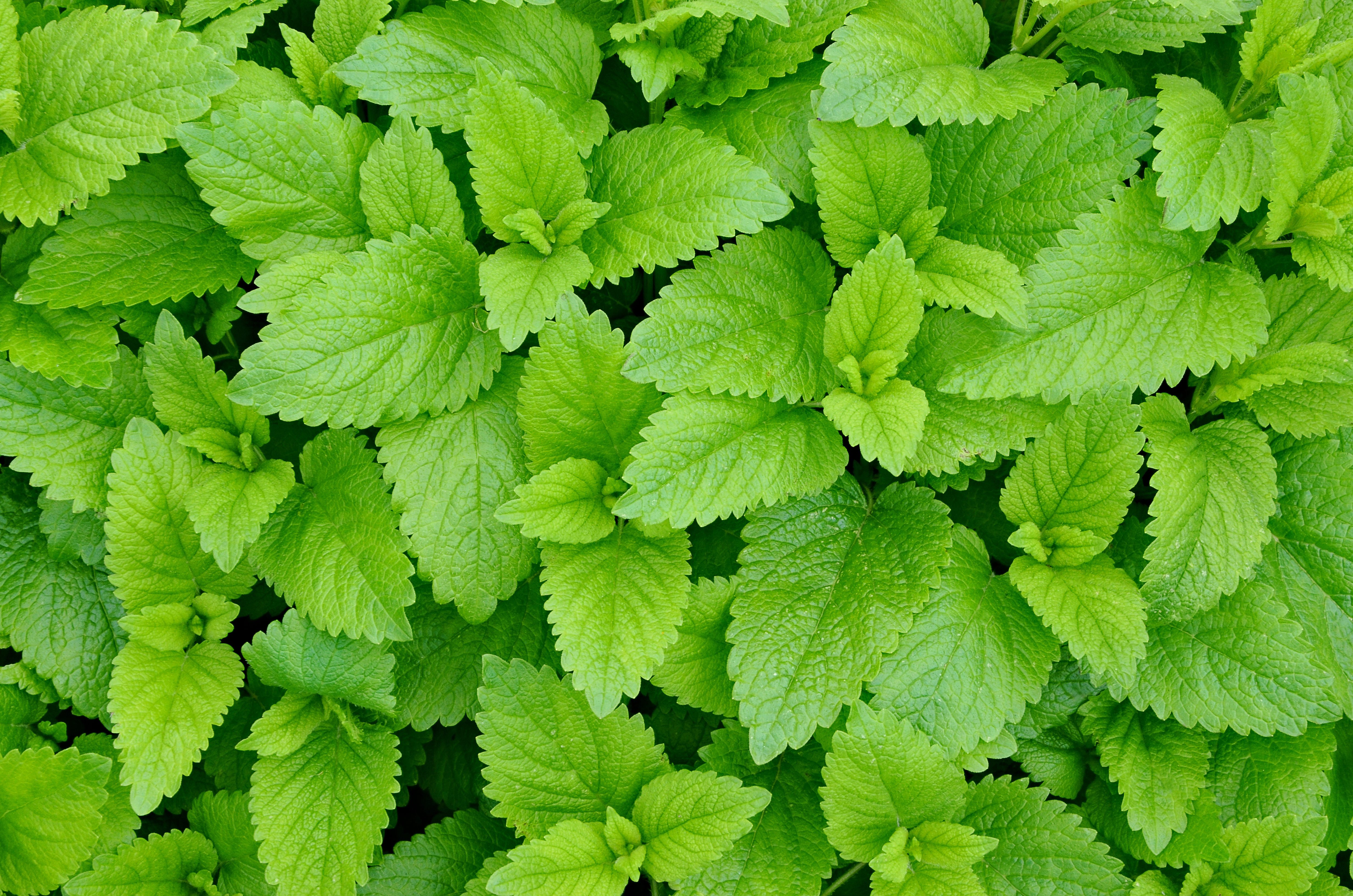 Les feuilles fra�ches de m�lisse, gaufr�es et parfum�es de citron