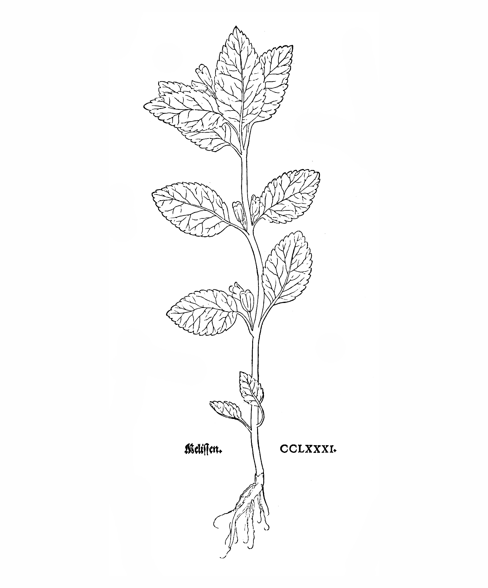 La m�lisse dans l�herbier de Leonhart Fuchs (1543)