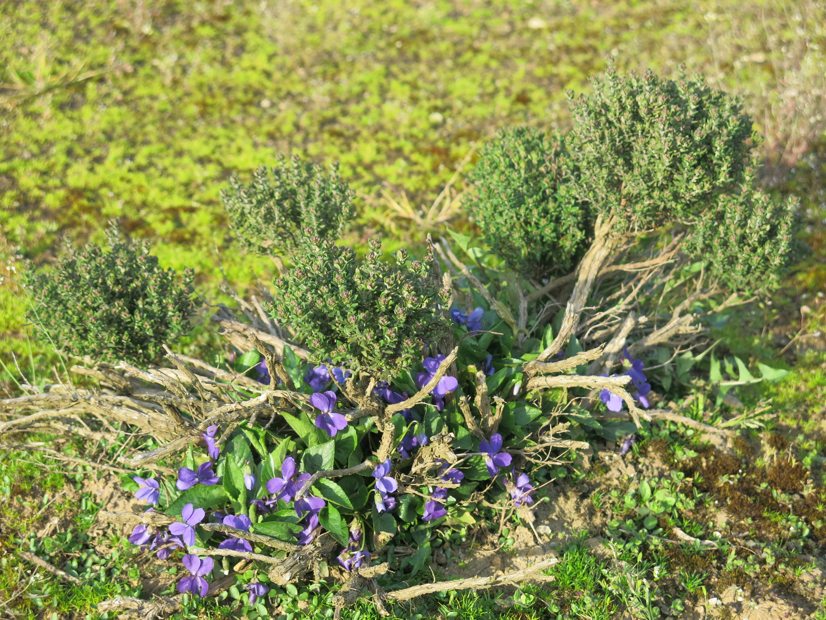 Le thym du jardin, en coussinet parmi les violettes de printemps